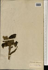 Juglans ailanthifolia Carrière, South Asia, South Asia (Asia outside ex-Soviet states and Mongolia) (ASIA) (Japan)