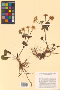 Caltha palustris var. polypetala (Hochst. ex Lorent) Huth, Siberia, Russian Far East (S6) (Russia)