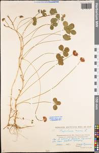 Trifolium repens L., Eastern Europe, North Ukrainian region (E11) (Ukraine)