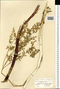 Cnidium dauricum (Jacq.) Turcz. ex Fisch. & C. A. Mey., Siberia, Russian Far East (S6) (Russia)