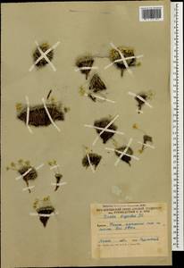 Draba bryoides DC., Caucasus, South Ossetia (K4b) (South Ossetia)