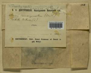 Trachycystis ussuriensis (Regel & Maack) T.J. Kop., Bryophytes, Bryophytes - Western Siberia (including Altai) (B15) (Russia)