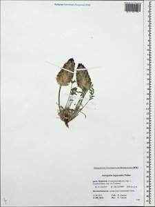Astragalus laguroides Pall., Siberia, Baikal & Transbaikal region (S4) (Russia)