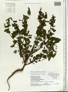 Fagopyrum tataricum (L.) Gaertn., Eastern Europe, Central region (E4) (Russia)