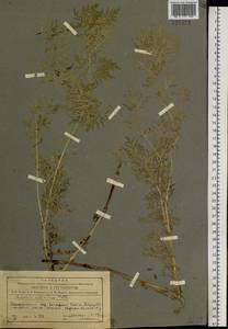 Adonis sibirica Patrin ex Ledeb., Siberia, Altai & Sayany Mountains (S2) (Russia)