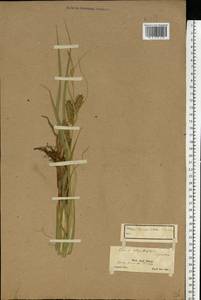 Carex utriculata Boott, Eastern Europe, Northern region (E1) (Russia)