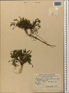 Astragalus sanguinolentus Bieb., Caucasus, Azerbaijan (K6) (Azerbaijan)