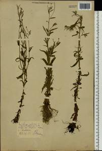 Epilobium palustre L., Eastern Europe, Belarus (E3a) (Belarus)