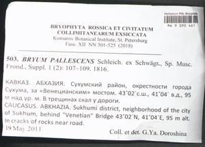 Ptychostomum pallescens (Schleich. ex Schwägr.) J.R. Spence, Bryophytes, Bryophytes - Transcaucasia (B13) (Abkhazia)