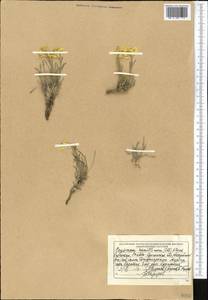 Erysimum altaicum C. A. Mey., Middle Asia, Dzungarian Alatau & Tarbagatai (M5) (Kazakhstan)