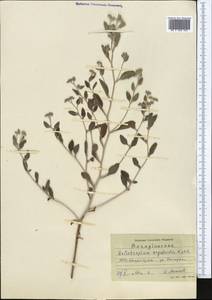 Heliotropium arguzioides Karelin & Kirilov, Middle Asia, Syr-Darian deserts & Kyzylkum (M7) (Uzbekistan)