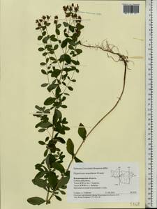 Hypericum maculatum, Eastern Europe, Central region (E4) (Russia)