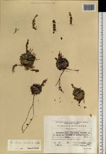 Orostachys spinosa (L.) Mey. ex A. Berger, Siberia, Baikal & Transbaikal region (S4) (Russia)