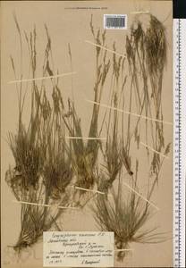 Corynephorus canescens (L.) P.Beauv., Eastern Europe, Moscow region (E4a) (Russia)