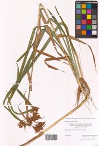 Scirpus orientalis Ohwi, Siberia, Russian Far East (S6) (Russia)