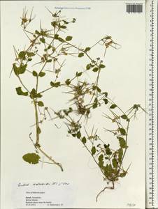 Erodium malacoides, South Asia, South Asia (Asia outside ex-Soviet states and Mongolia) (ASIA) (Israel)