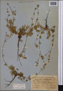 Potentilla hirta subsp. hirta, Middle Asia, Northern & Central Tian Shan (M4) (Kyrgyzstan)