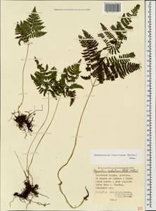 Gymnocarpium robertianum (Hoffm.) Newman, Caucasus, Dagestan (K2) (Russia)