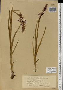 Anacamptis laxiflora (Lam.) R.M.Bateman, Pridgeon & M.W.Chase, Eastern Europe, North Ukrainian region (E11) (Ukraine)