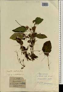 Cuscuta australis R. Br., South Asia, South Asia (Asia outside ex-Soviet states and Mongolia) (ASIA) (China)