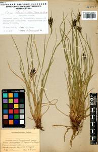 Carex eleusinoides Turcz. ex Kunth, Siberia, Baikal & Transbaikal region (S4) (Russia)