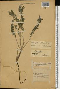 Astragalus albicaulis DC., Eastern Europe, Lower Volga region (E9) (Russia)