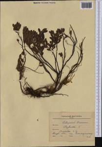 Chamaedaphne calyculata (L.) Moench, Siberia, Russian Far East (S6) (Russia)