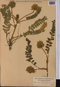 Astragalus dasyanthus Pall., Western Europe (EUR) (Hungary)