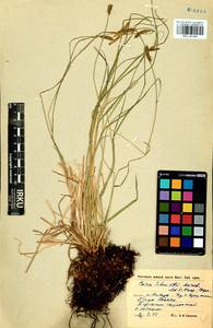 Carex schmidtii Meinsh., Siberia, Baikal & Transbaikal region (S4) (Russia)