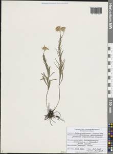 Galatella angustissima (Tausch) Novopokr., Eastern Europe, Central forest-and-steppe region (E6) (Russia)