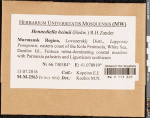 Hennediella heimii (Hedw.) R.H. Zander, Bryophytes, Bryophytes - Karelia, Leningrad & Murmansk Oblasts (B4) (Russia)