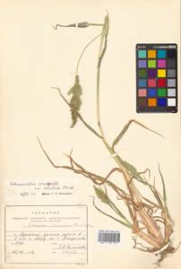 Echinochloa crus-galli (L.) P.Beauv., Siberia, Russian Far East (S6) (Russia)