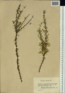 Caragana pygmaea (L.) DC., Botanic gardens and arboreta (GARD) (Russia)