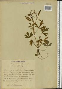 Ranunculus sceleratus L., Eastern Europe, Belarus (E3a) (Belarus)