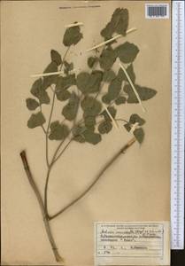 Mediasia macrophylla (Regel & Schmalh.) Pimenov, Middle Asia, Pamir & Pamiro-Alai (M2) (Tajikistan)