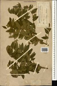 Rhus coriaria L., Caucasus, Georgia (K4) (Georgia)