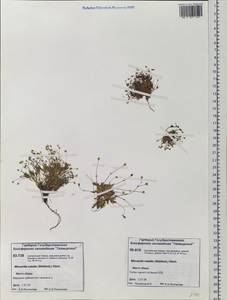 Sabulina rubella (Wahlenb.) Dillenb. & Kadereit, Siberia, Central Siberia (S3) (Russia)