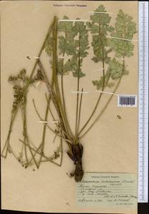 Aulacospermum turkestanicum (Franch.) Schischk., Middle Asia, Western Tian Shan & Karatau (M3) (Kazakhstan)
