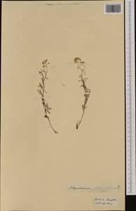 Sisymbrium austriacum Jacq., Western Europe (EUR) (Switzerland)