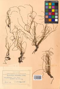 Equisetum scirpoides Michx., Siberia, Chukotka & Kamchatka (S7) (Russia)