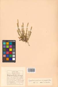 Spinulum annotinum subsp. annotinum, Siberia, Russian Far East (S6) (Russia)