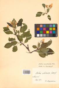 Malus mandshurica (Maxim.) Kom., Siberia, Russian Far East (S6) (Russia)