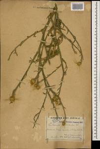 Centaurea solstitialis L., Caucasus, Armenia (K5) (Armenia)