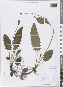 Hieracium, Eastern Europe, Moscow region (E4a) (Russia)