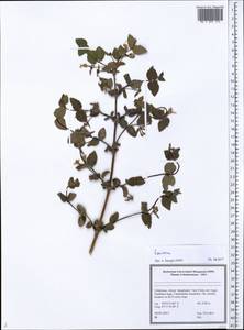 Lonicera, Middle Asia, Pamir & Pamiro-Alai (M2) (Uzbekistan)