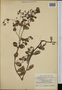 Mertensia maritima (L.) Gray, Eastern Europe, Northern region (E1) (Russia)