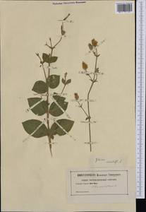 Silene viridiflora L., Western Europe (EUR) (Not classified)