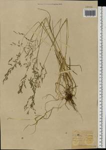 Poa trivialis L., Eastern Europe, South Ukrainian region (E12) (Ukraine)