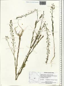 Camelina microcarpa Andrz. ex DC., Eastern Europe, North-Western region (E2) (Russia)
