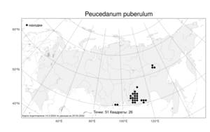 Peucedanum puberulum (Turcz.) Turcz. ex Schischk., Atlas of the Russian Flora (FLORUS) (Russia)